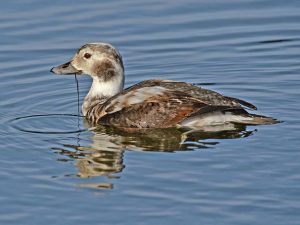 Long-Tailed Duck
