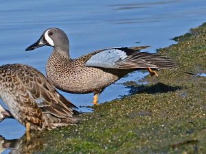 Blue-Winged Teal
