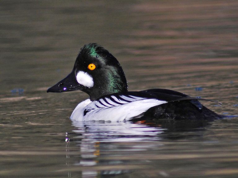 Central Coast Water Birds – Morro Bay Bird Festival