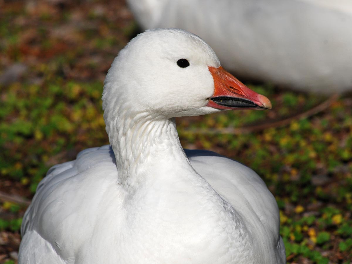 Central Coast Water Birds – Morro Bay Bird Festival