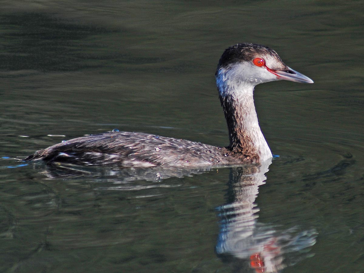 Central Coast Water Birds Morro Bay Bird Festival