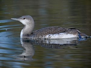 Red-Throated Loon
