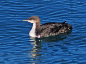 Pacific Loon
