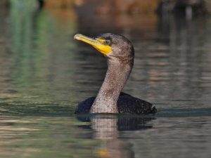 Double-Crested Cormorant
