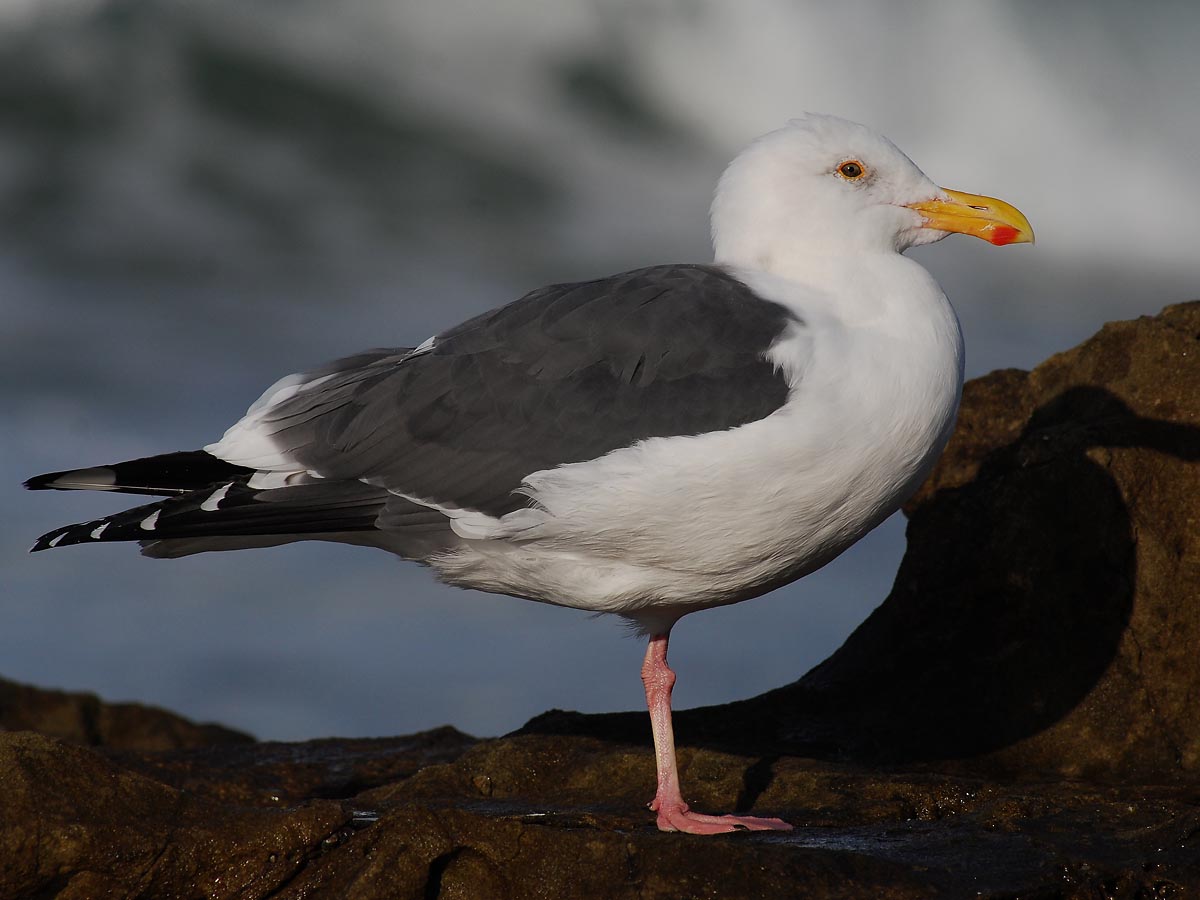 Central Coast Water Birds Morro Bay Bird Festival