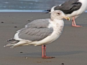 Glaucous-Winged Gull
