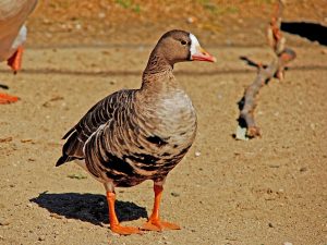 Greater White-Fronted Goose
