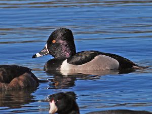 Ring-Necked Duck
