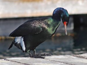 Pelagic Cormorant
