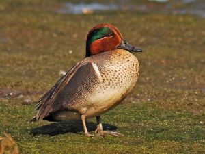 Green-Winged Teal
