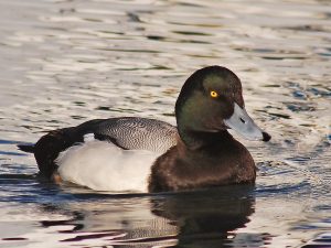 Greater Scaup
