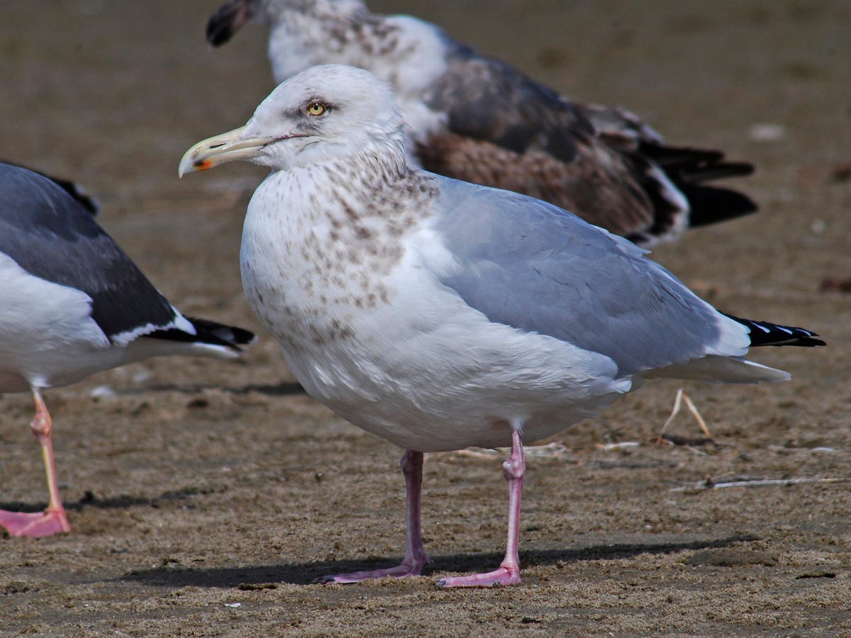 Morro Bay Bird Festival 2025