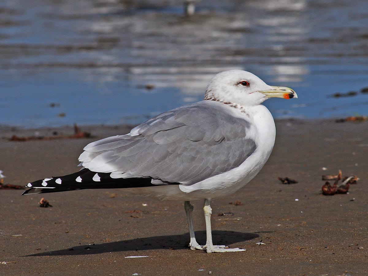 Central Coast Water Birds – Morro Bay Winter Bird Festival