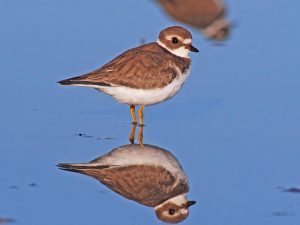 Semipalmated Plover
