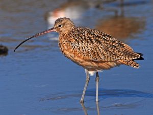 Long-Billed Curlew
