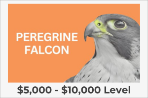 Peregrine