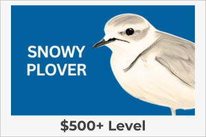 Snowy Plover