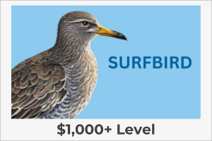 Surfbird