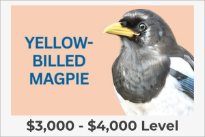 YB Magpie