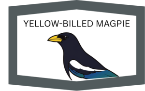 Yellow-billed Magpie