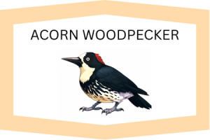 Acorn Woodpecker