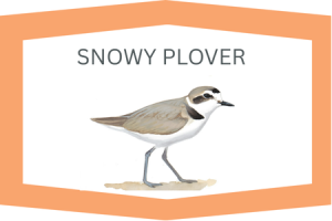 Snowy Plover